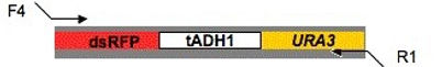 plasmid map for pdsRFP-URA3 (pMG2169)