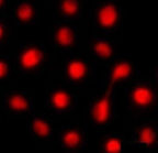 Photo of Judith Berman Lab Member Tel Aviv University