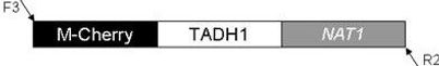 plasmid map for pM-Cherry-NAT1 (pMG2343)