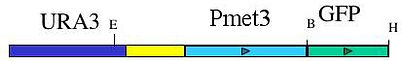 plamid map for pURA3-Pmet3-GFP (pMG1886)