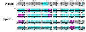 example of output for YMAP