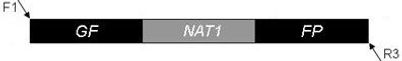 plasmid map for pGF-NAT1-FP (pMG2137)