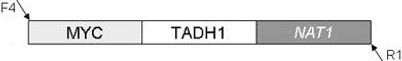 plasmid map for pMYC-NAT1 (pMG2353)