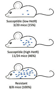decorative, infographic comparing cell grown in mice depending on heteroresistance