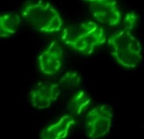 Photo of Judith Berman Lab Member Tel Aviv University