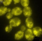 Photo of Judith Berman Lab Member Tel Aviv University
