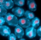 Photo of Judith Berman Lab Member Tel Aviv University