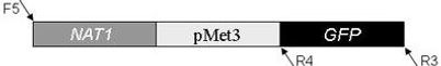 plasmid map pNAT1-Pmet3-GFP (pMG2190)