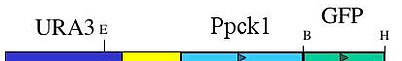plasmid map for pURA3-Ppck1-GFP (pMG1958)