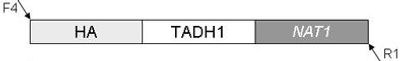 plasmid map for pHA-NAT1 (pMG2352)