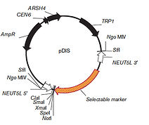 pDIS vector diagram