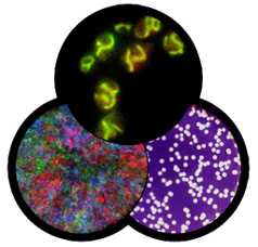 decorative, images of plated cell growth, various imaging techniques (fluorescent markers etc)