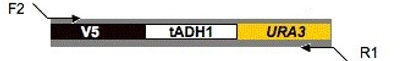 plasmid map for pV5-URA3 (pMG2090)