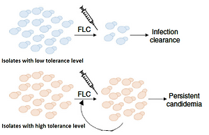 decorative, diagram comparing treated cells with low vs high tolerance