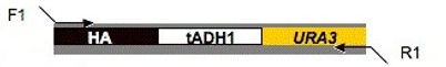 plasmid map for pHA-URA3 (pMG1874)