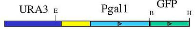 plasmid map for pURA3-Pgal1-GFP (pMG1892)