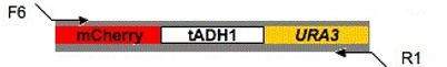plasmid map for pmCherry-URA3 (pMG2254)