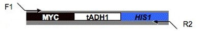 plasmid map for pMYC-HIS1 (pMG2093)