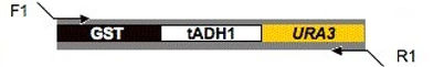 plasmid map for pGST-URA3 (pMG2083)
