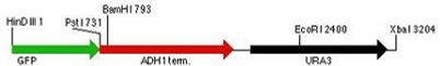 plasmid map for pGFP-URA3 (pMG1602)