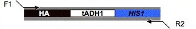 plasmid map for pHA-HIS1 (pMG1921)