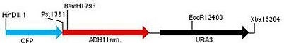 plasmid map for pCFP-URA3 (pMG1726)