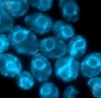 Photo of Judith Berman Lab Member Tel Aviv University
