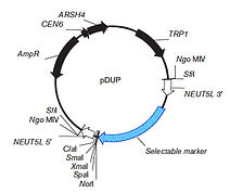 pDUP vector diagram