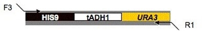 plasmid map for pHIS9-URA3 (pMG2051)