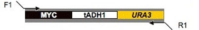 plasmid map for pMYC-URA3 (pMG1905)