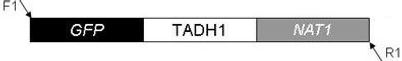 plasmid map for pGFP-NAT1 (pMG2120)